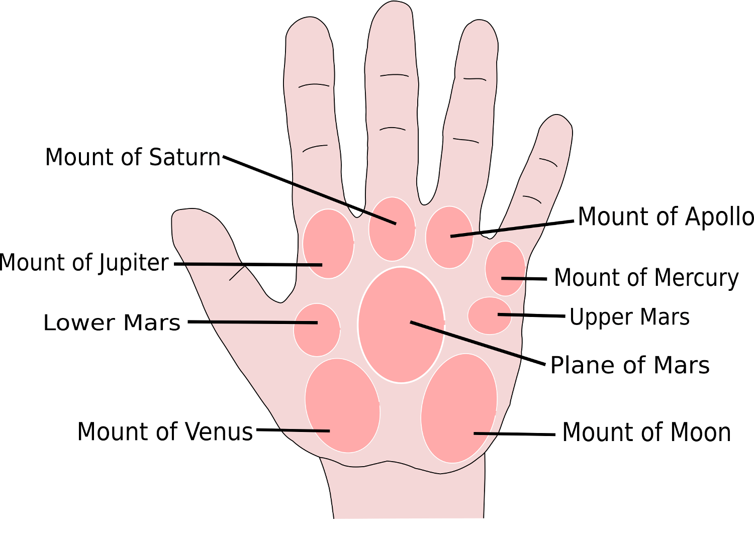 Palmistry 101 Your Comprehensive Guide To Understanding The